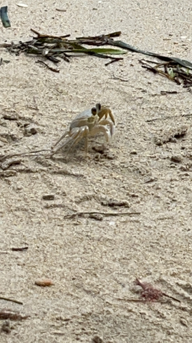 Atlantic Ghost Crab