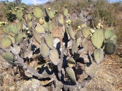 Opuntia huajuapensis