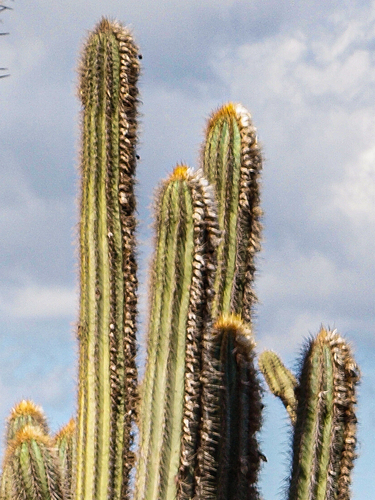 Pilosocereus lanuginosus, photograph 3