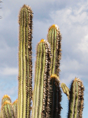 Pilosocereus lanuginosus, photograph (c) rainerburkard, some rights reserved (CC BY)