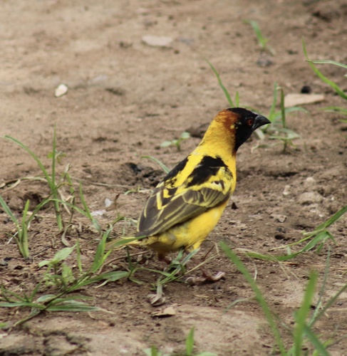 Village Weaver