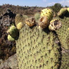 Opuntia huajuapensis