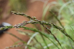 Melica californica