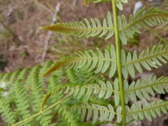 Pteridium revolutum