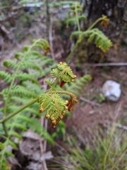 Pteridium revolutum