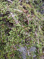 Cotoneaster morrisonensis