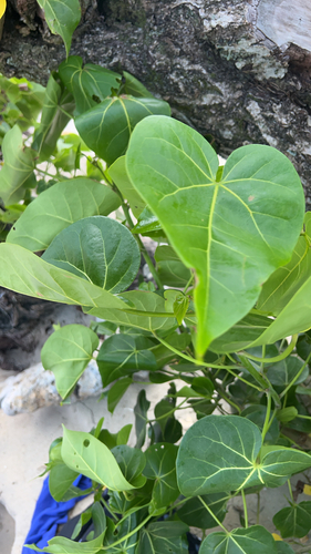 Indian tulip tree