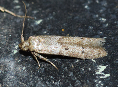 Blastobasis taurusella