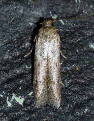 Blastobasis taurusella