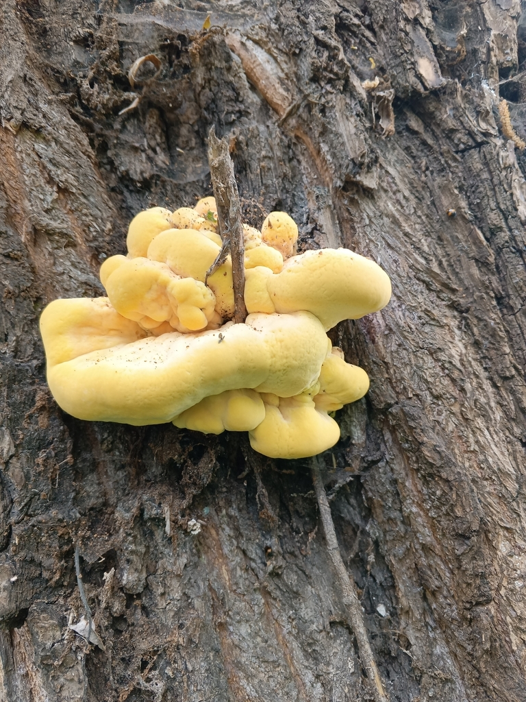 Laetiporus sulphureus · May 2026 · photo: © mariakohanovskaya (iNaturalist, cc-by)