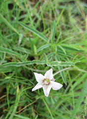 Convolvulus sagittatus