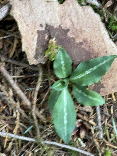 Western Rattlesnake Plantain