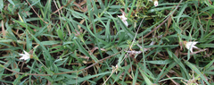 Convolvulus sagittatus