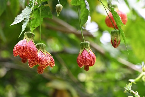 Callianthe picta