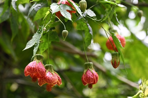 Callianthe picta