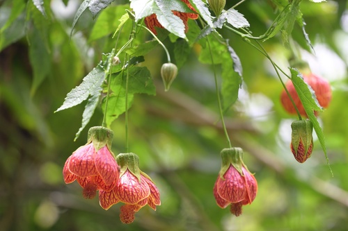 Callianthe picta