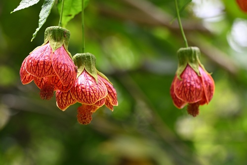 Callianthe picta
