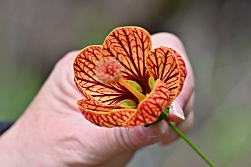 Callianthe picta