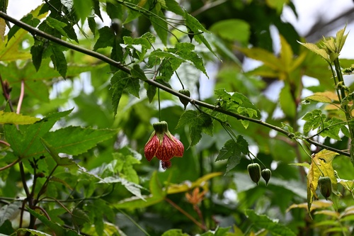 Callianthe picta