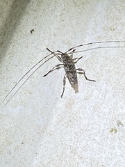 Graphisurus fasciatus