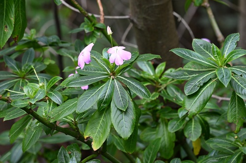 Impatiens sodenii