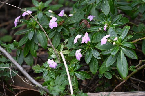 Impatiens sodenii
