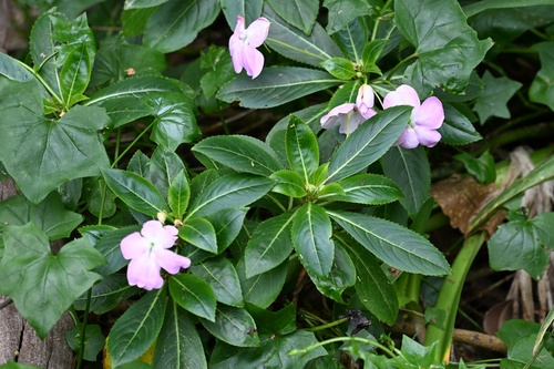 Impatiens sodenii
