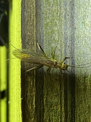Perlodidae