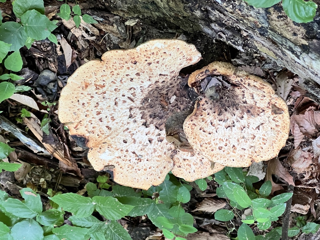 Dryad's Saddle · May 2026 · photo: Photo: (c) Mark Richman, some rights reserved (CC BY) · iNaturalist