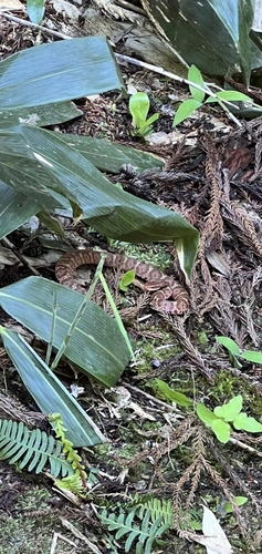 Short-tailed Mamushi
