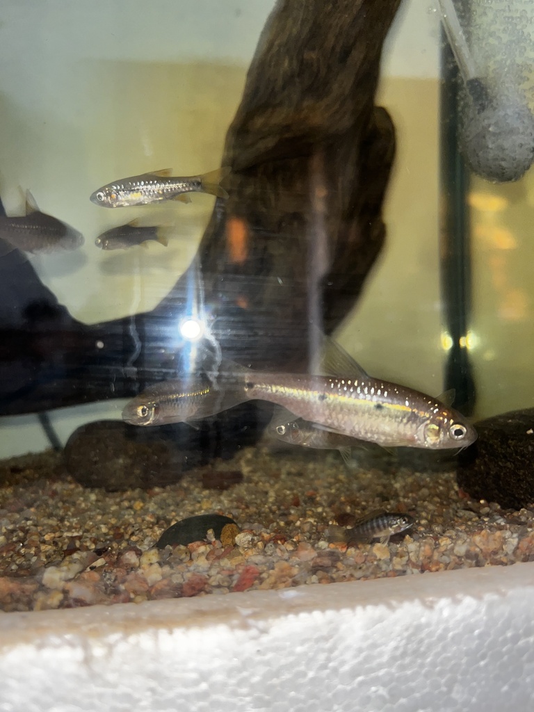 Threespot barb (Enteromius trimaculatus) — Cyprinidae
