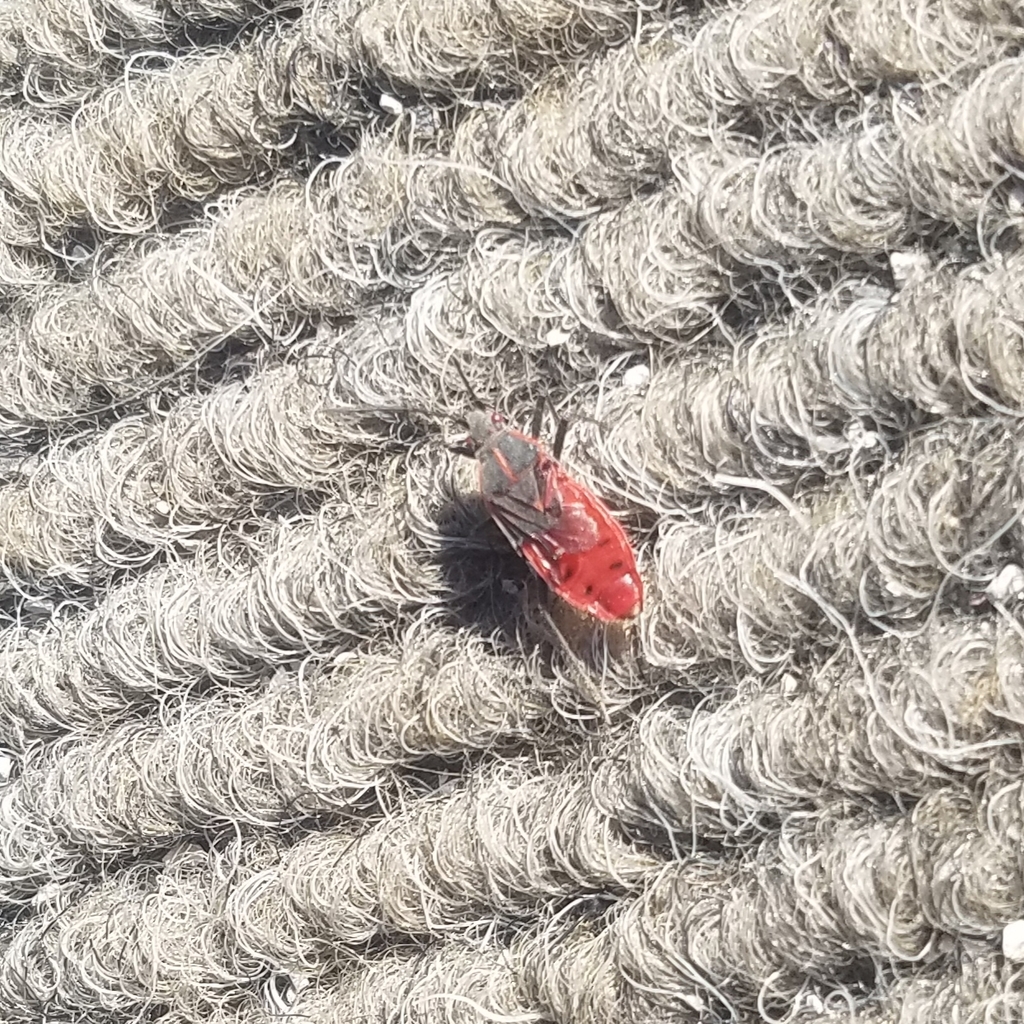 Eastern Boxelder Bug from College Ave across Andy's Laundromat (Walla ...