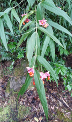 Euonymus cornutus