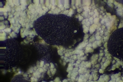 Trapeliopsis viridescens