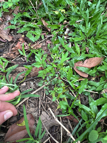 Cardamine occulta observed 2026-05-14