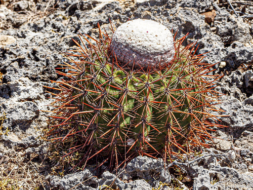 Melocactus macracanthos