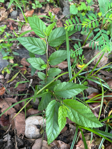 Sida planicaulis observed 2026-05-14