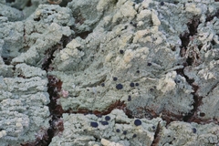 Trapeliopsis viridescens