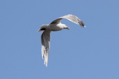 Larus