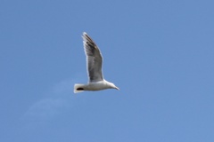 Larus