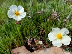 Helianthemum