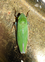 Draeculacephala inscripta