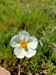 Helianthemum
