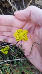 Lomatium cous