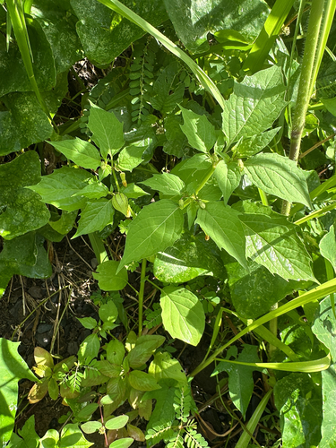 Physalis angulata observed 2026-05-14