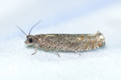 Pseudexentera mali