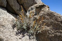 Penstemon clevelandii connatus