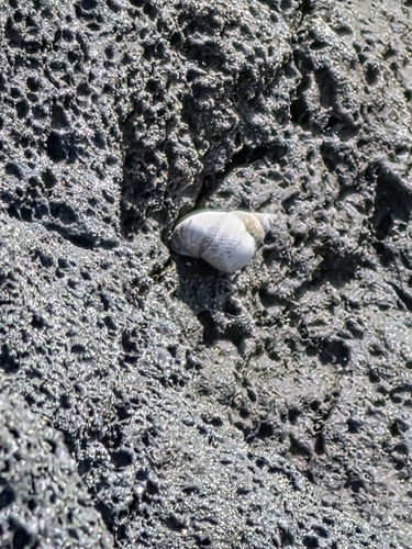 Littoraria pintado observed 2026-05-14