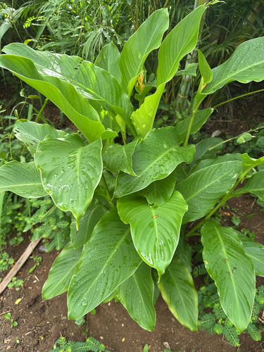 Canna indica observed 2026-05-14