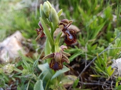 Ophrys speculum speculum